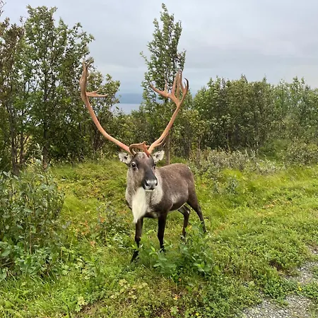 Haugstad Nyaraló *